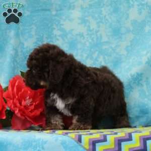 Squirrel, Toy Poodle Puppy